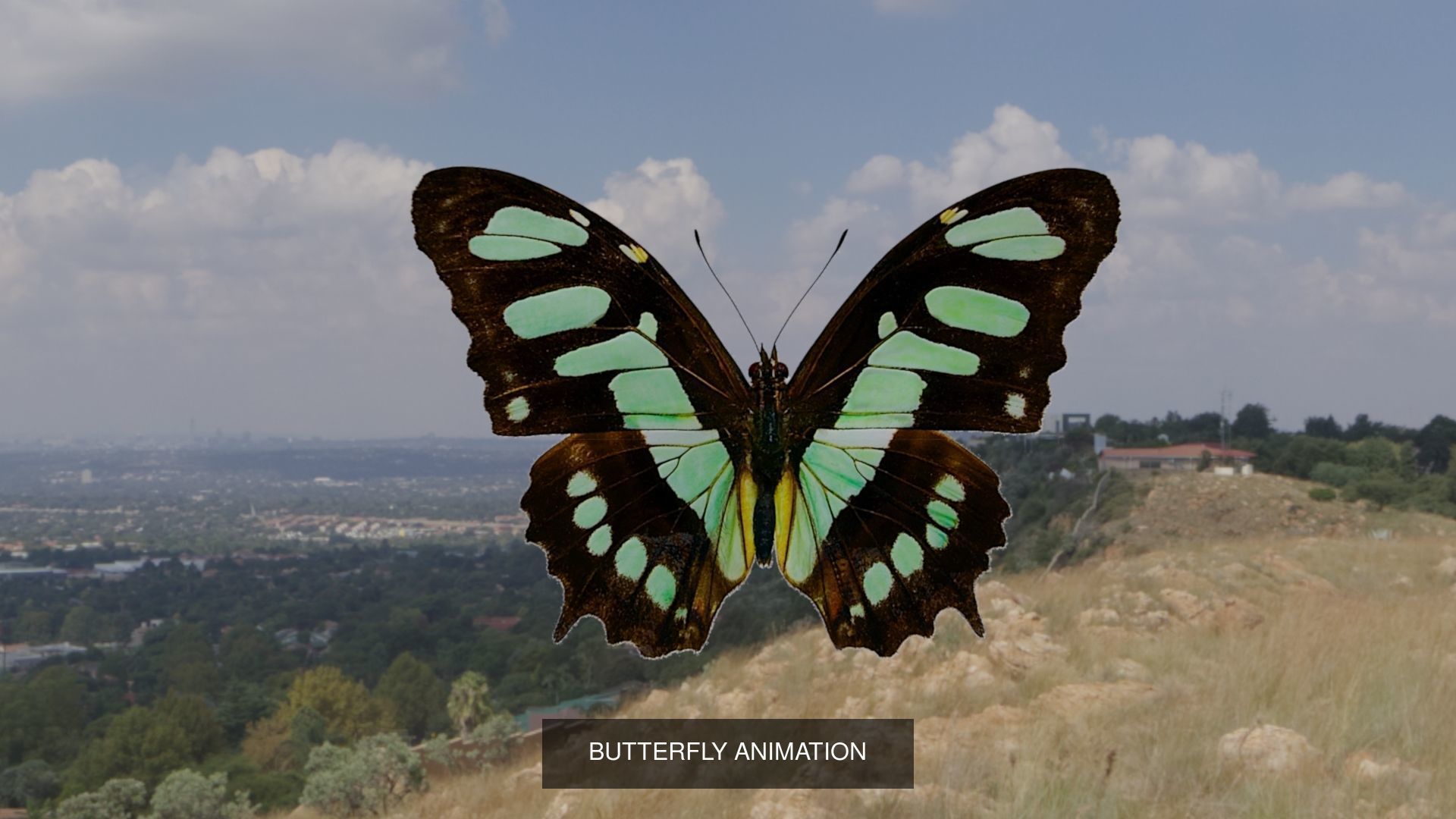 butterflies animation 3D Model Collection_10