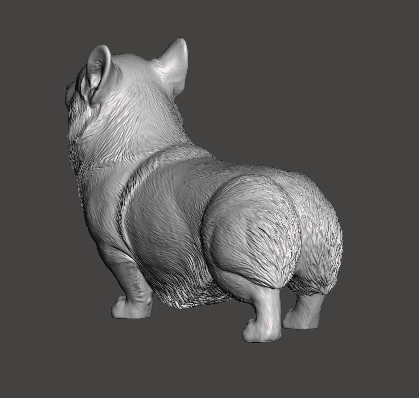 Pembroke Welsh Corgi 3D print model_2