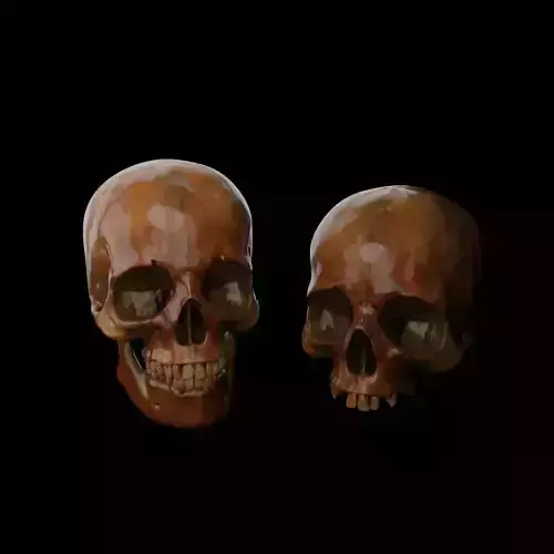 skull realistic two human skulls