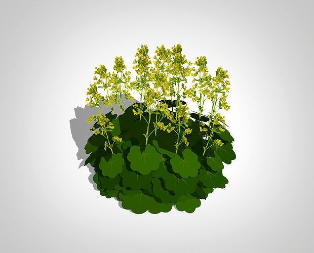 Alchemilla Mollis - Ladies Mantle Low-poly 3D model