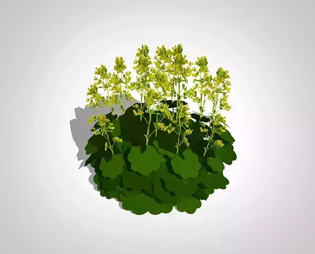Alchemilla Mollis - Ladies Mantle