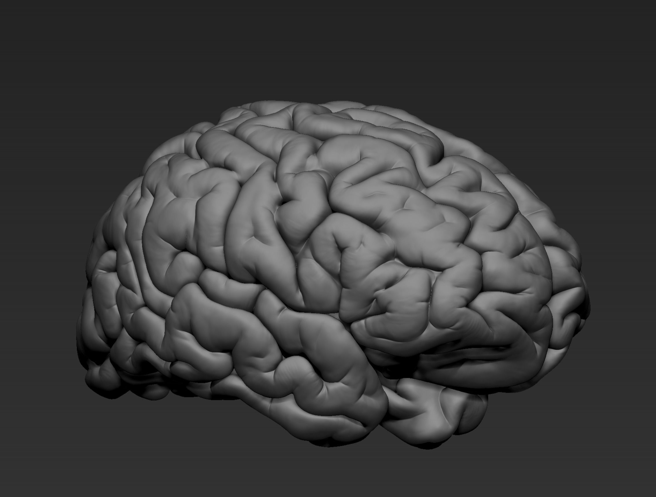 Brain Realistic Zbrsuh 3D model_8