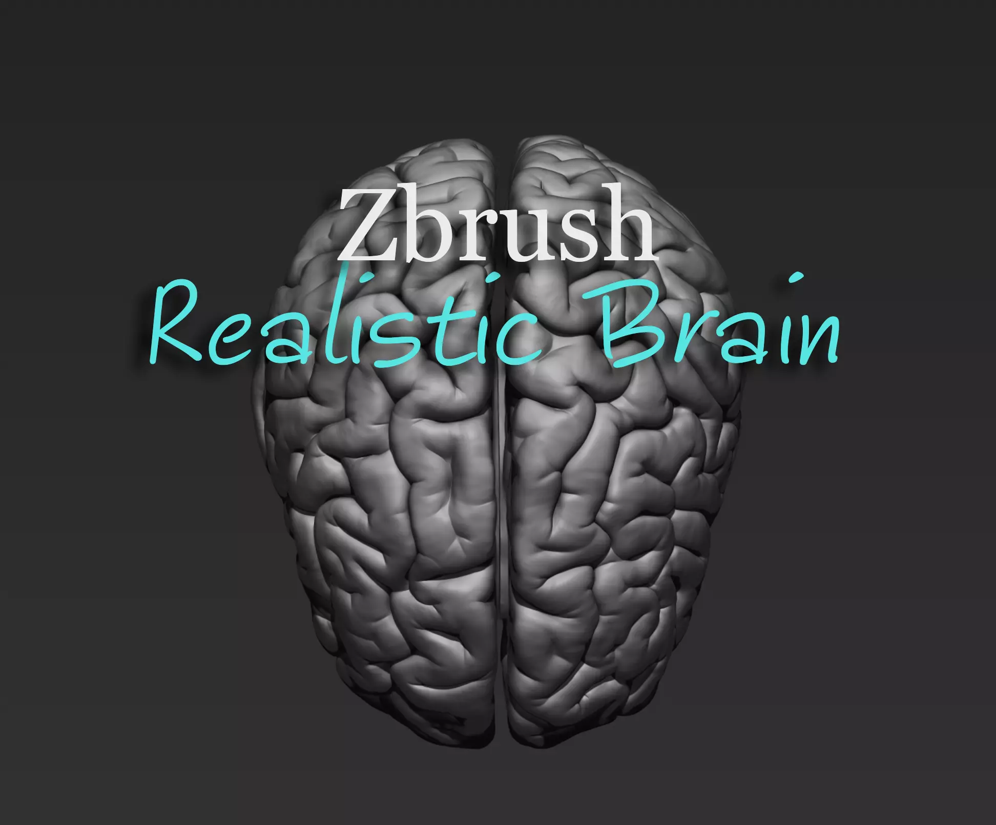 Brain Realistic Zbrsuh 3D model_0