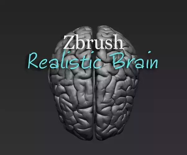 Brain Realistic Zbrsuh 3D model