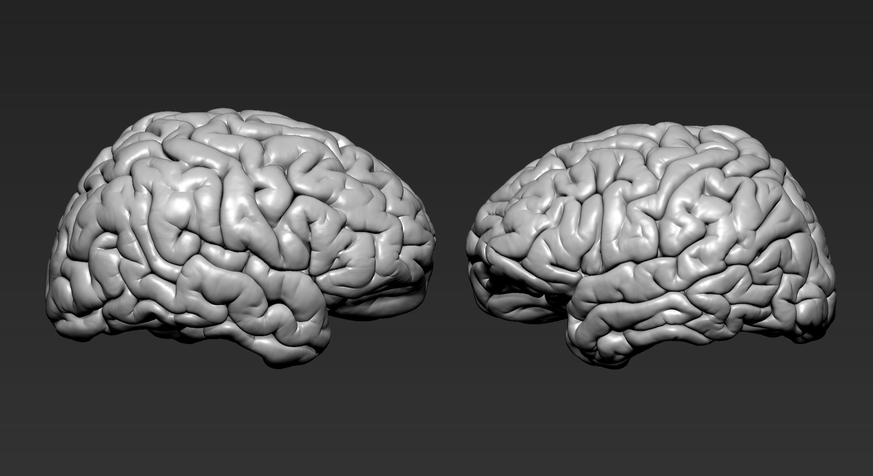 Brain Realistic Zbrsuh 3D model_2