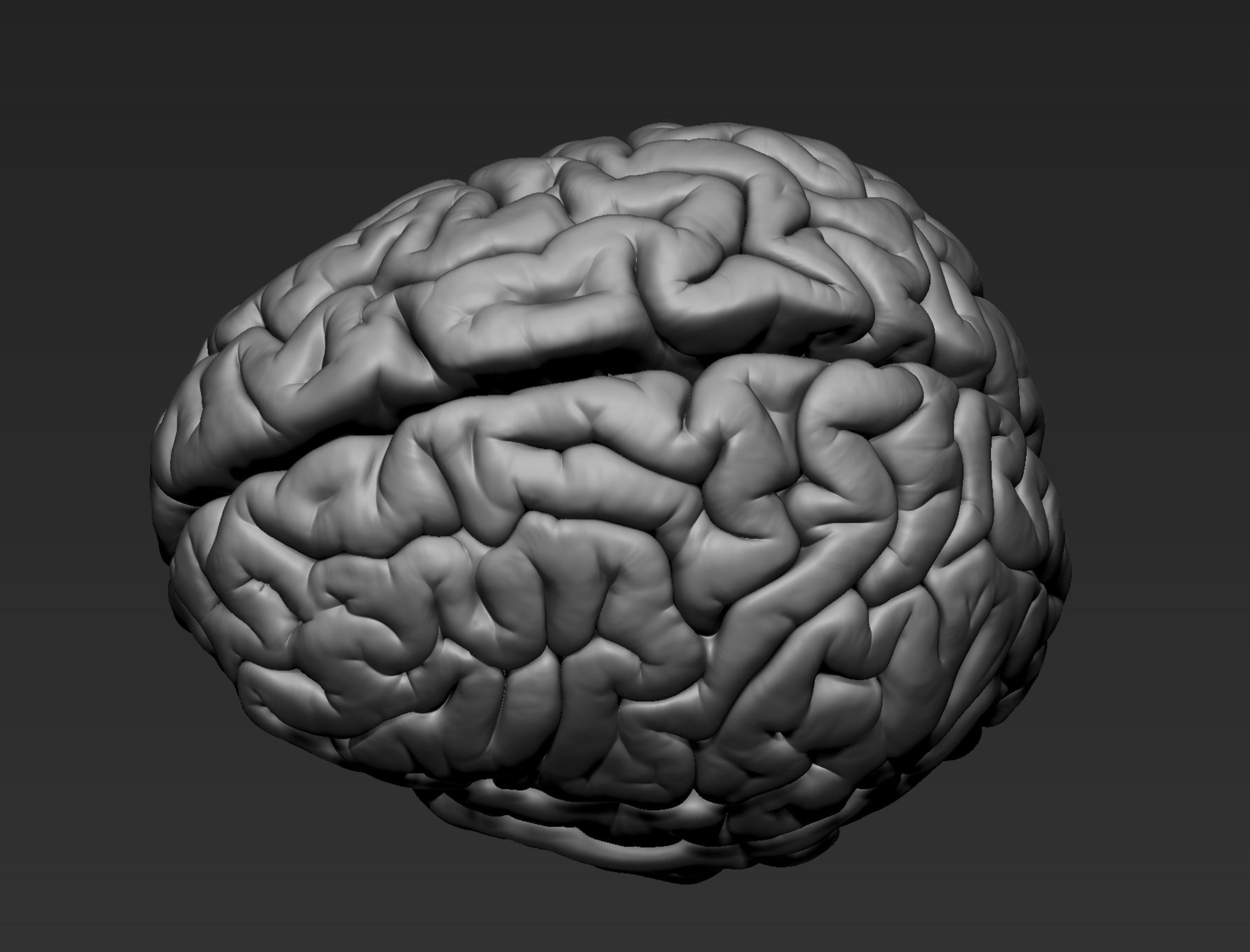 Brain Realistic Zbrsuh 3D model_10