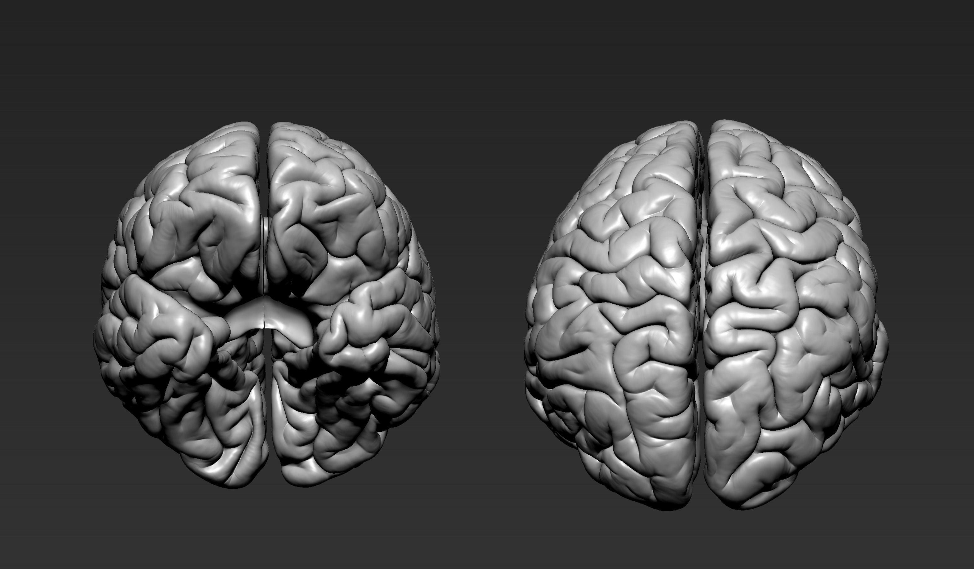 Brain Realistic Zbrsuh 3D model_4