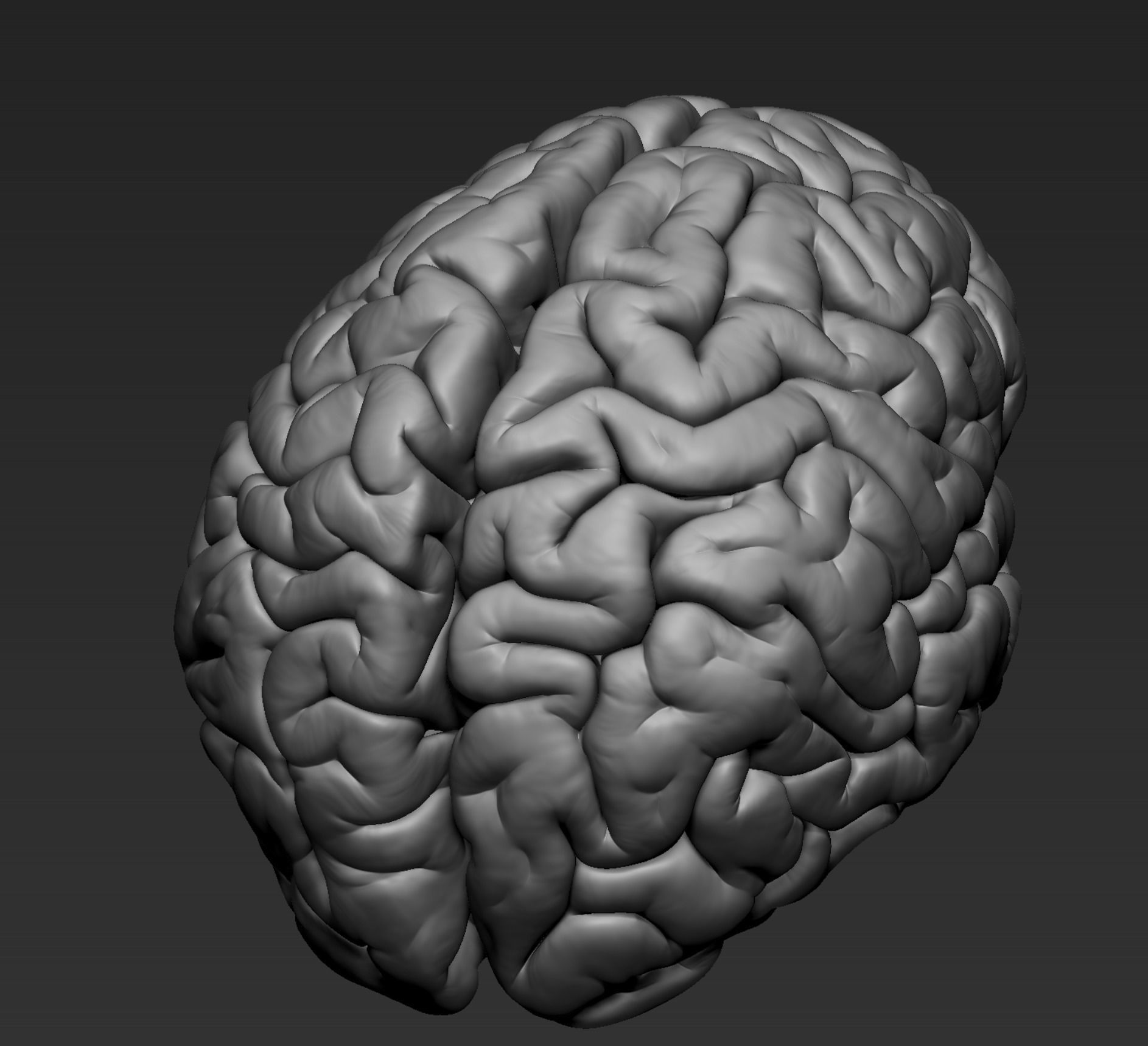 Brain Realistic Zbrsuh 3D model_9