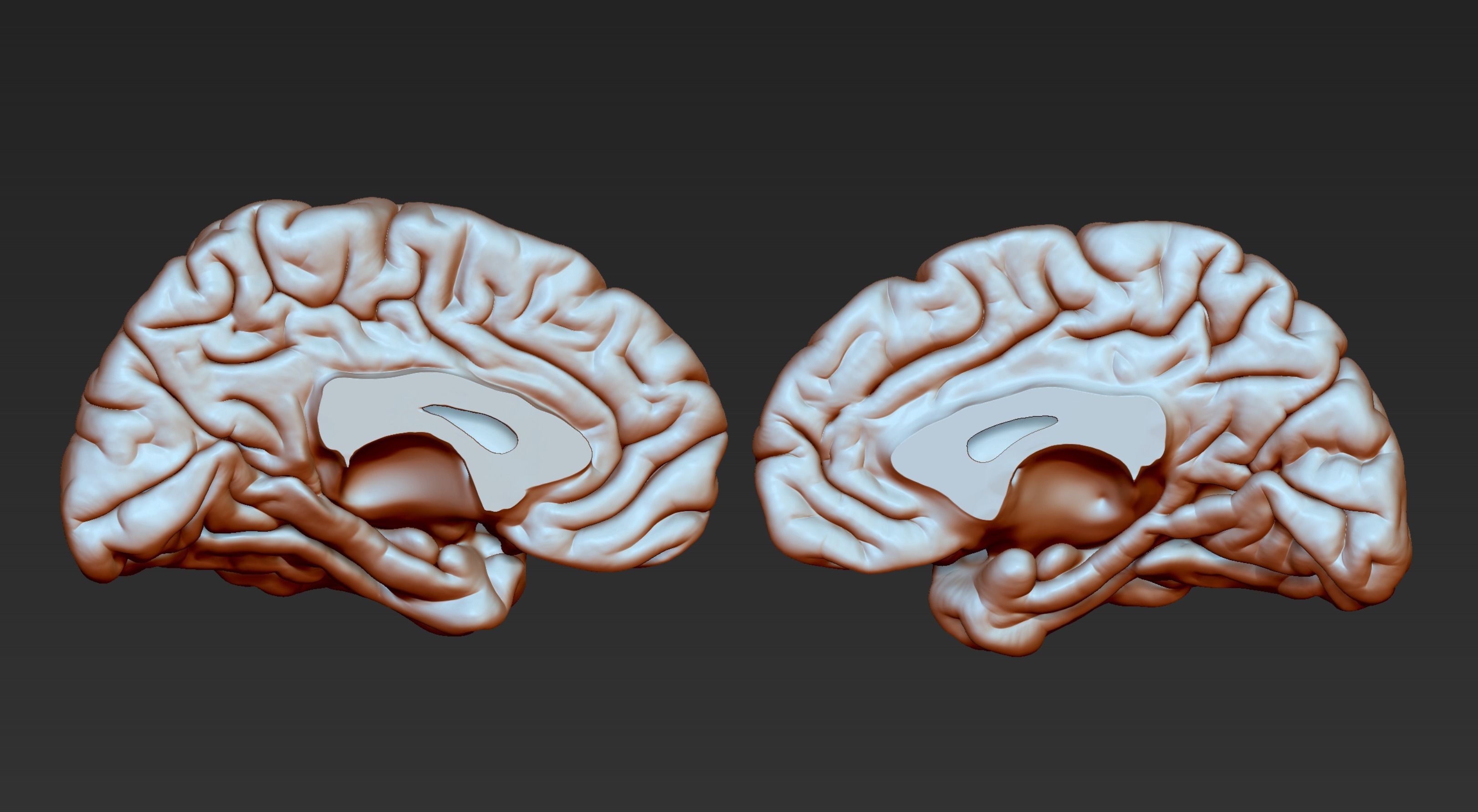 Brain Realistic Zbrsuh 3D model_6