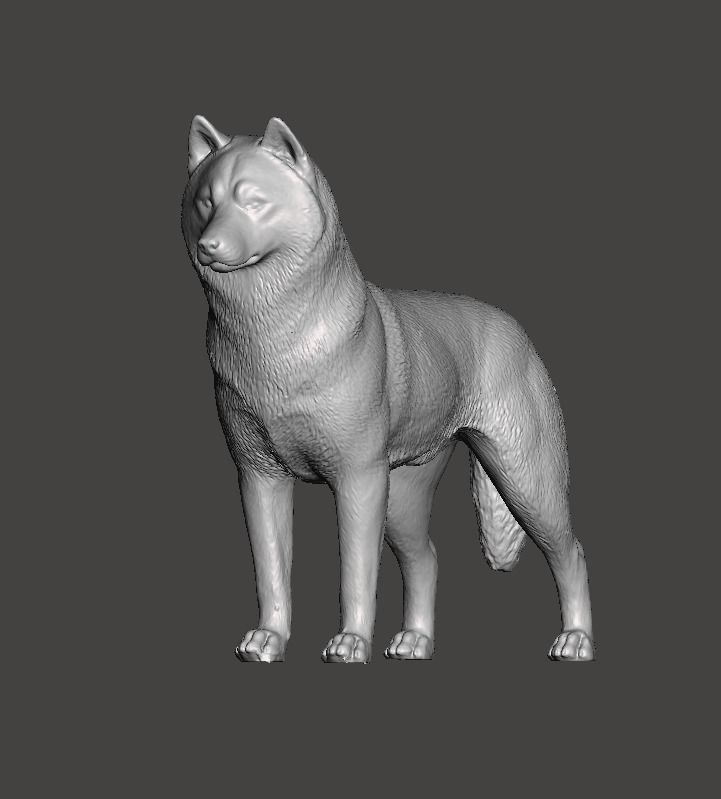 Siberian Husky Dog 3D print model_5