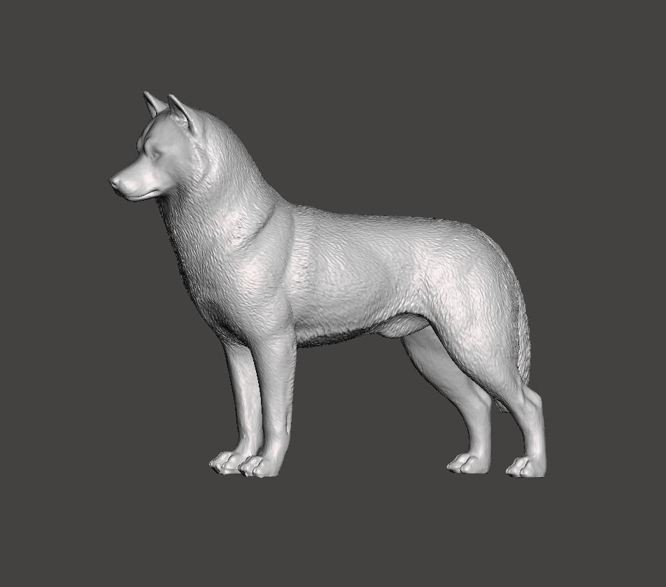 Siberian Husky Dog 3D print model_4