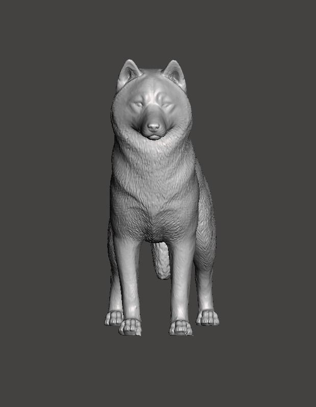 Siberian Husky Dog 3D print model_6