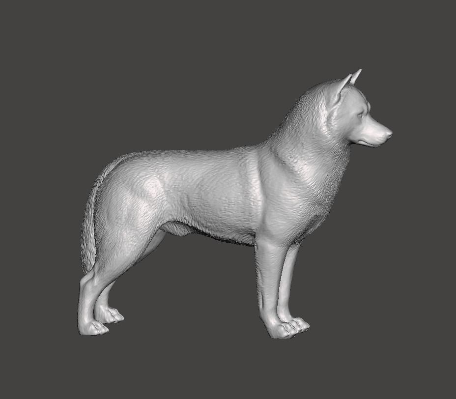 Siberian Husky Dog 3D print model_1