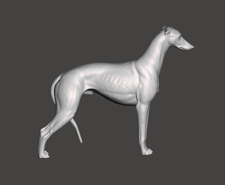 Greyhound Dog 3D print model_4
