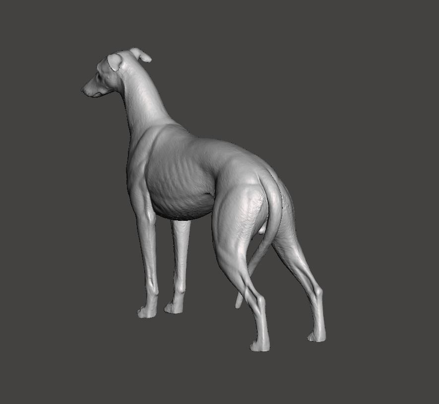 Greyhound Dog 3D print model_6
