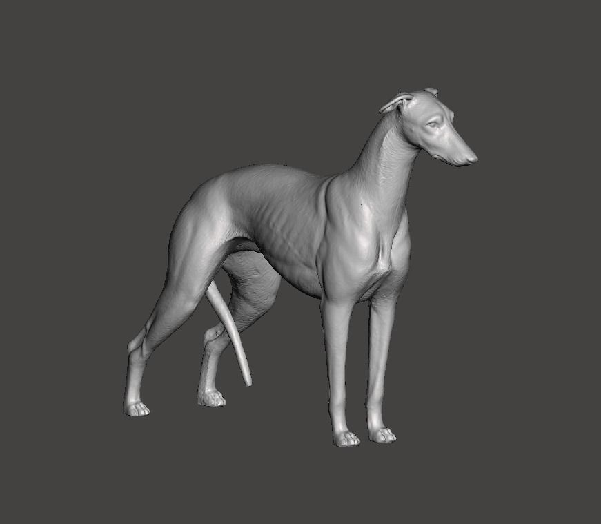 Greyhound Dog 3D print model_3
