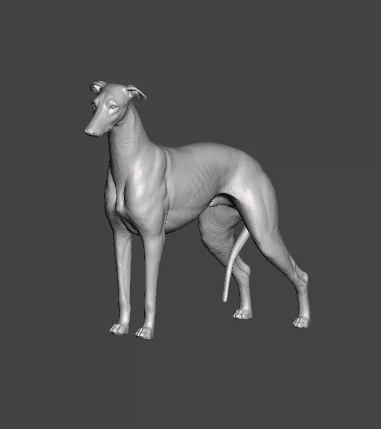 Greyhound Dog 3D print model_0