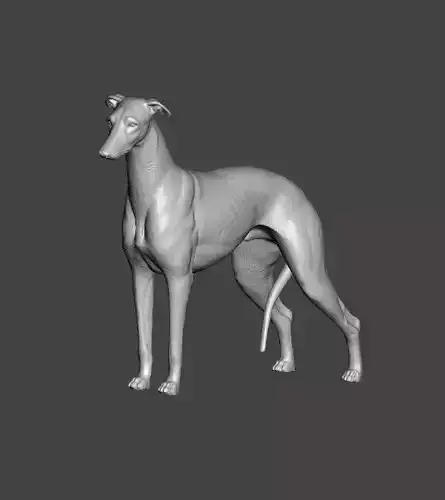 Greyhound Dog 3D print model
