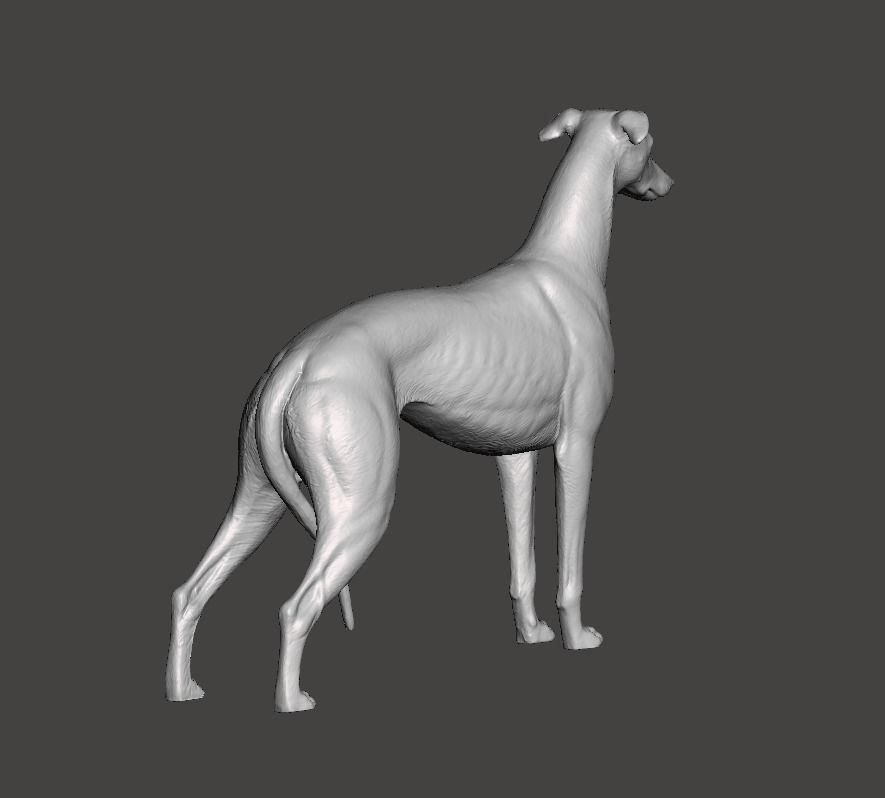 Greyhound Dog 3D print model_5