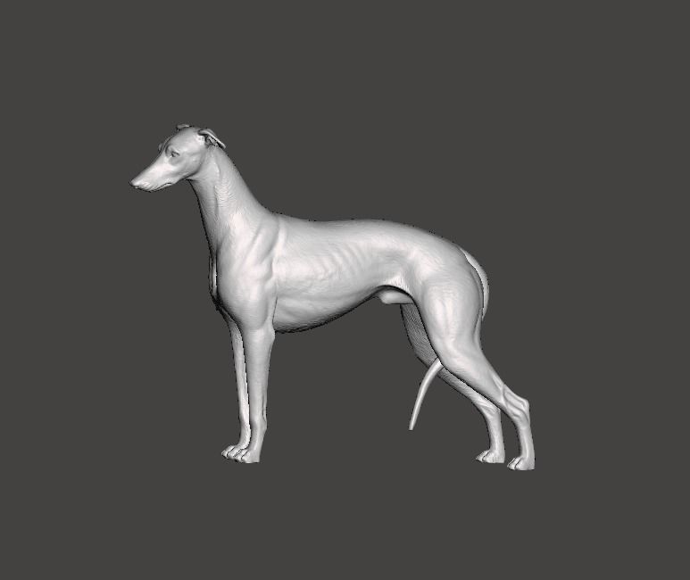 Greyhound Dog 3D print model_7