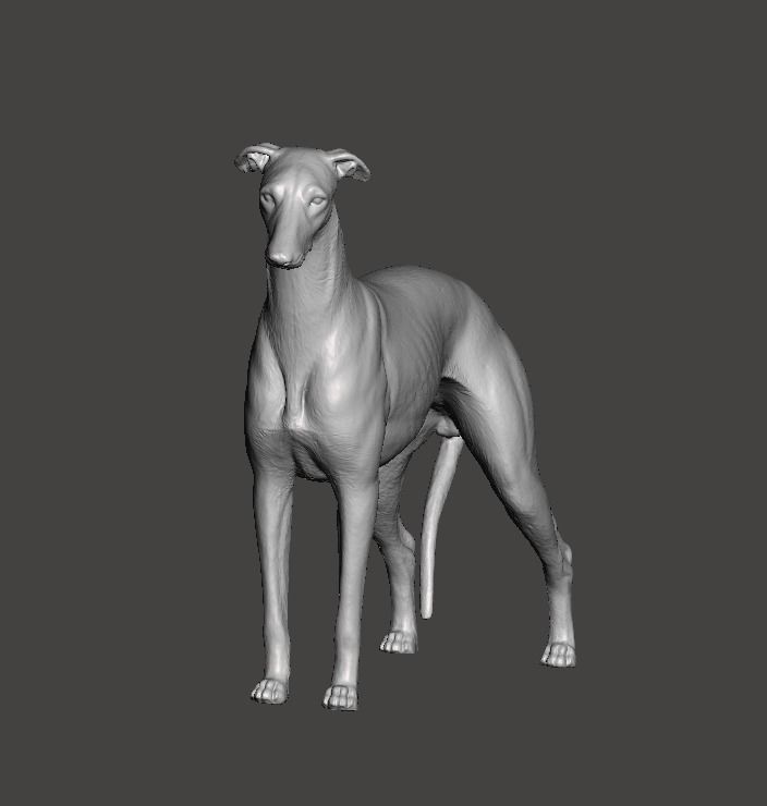 Greyhound Dog 3D print model_9