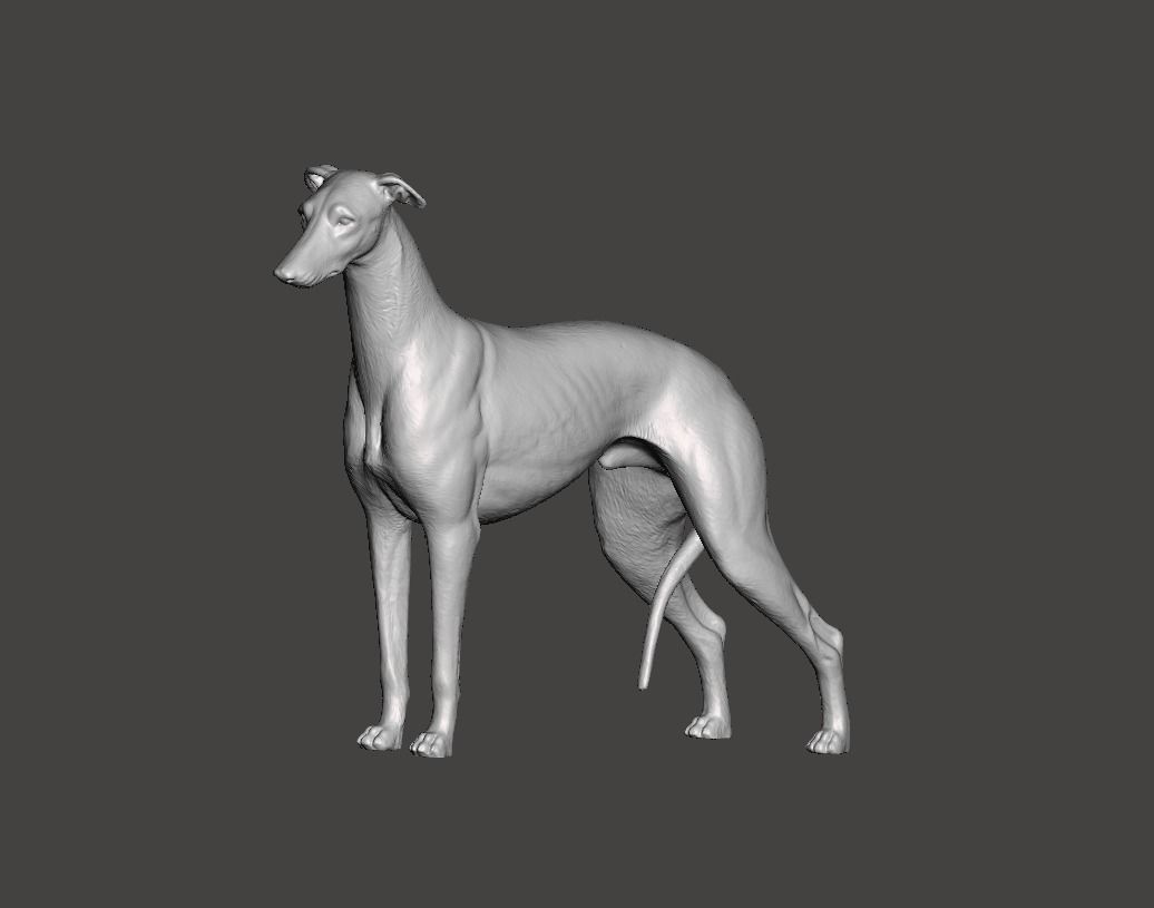 Greyhound Dog 3D print model_8