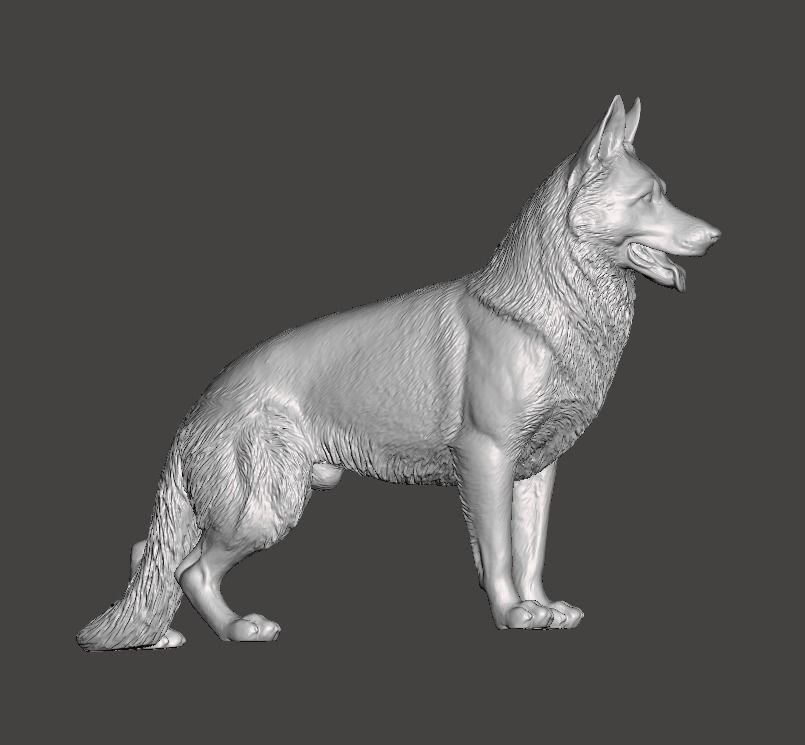 German Shepherd Dog 3D print model_4
