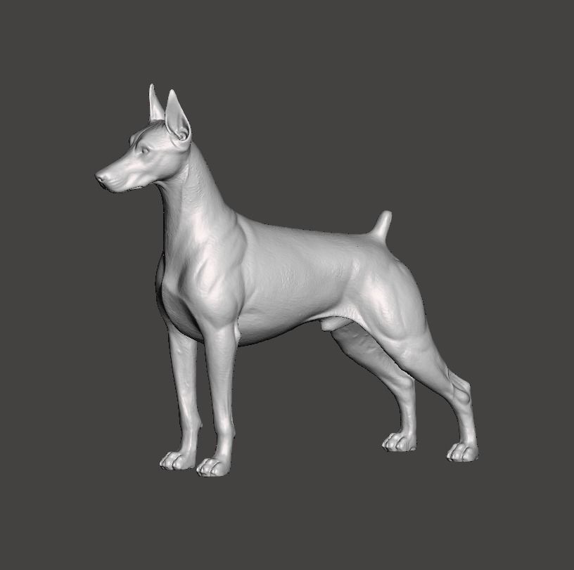 Doberman Pinscher Dog 3D print model_4
