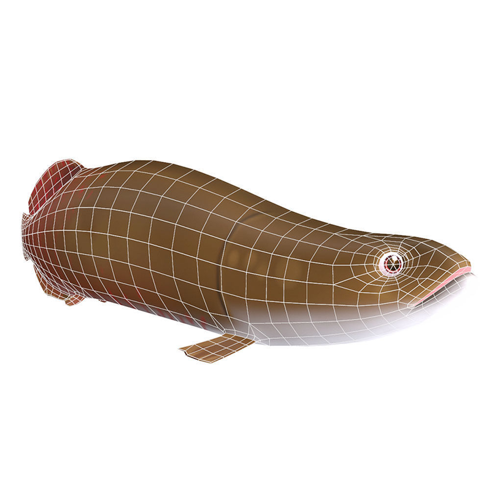 Pirarucu Animated Fish  Low-poly 3D model_4
