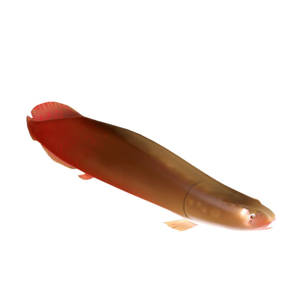 Pirarucu Animated Fish  Low-poly 3D model_2