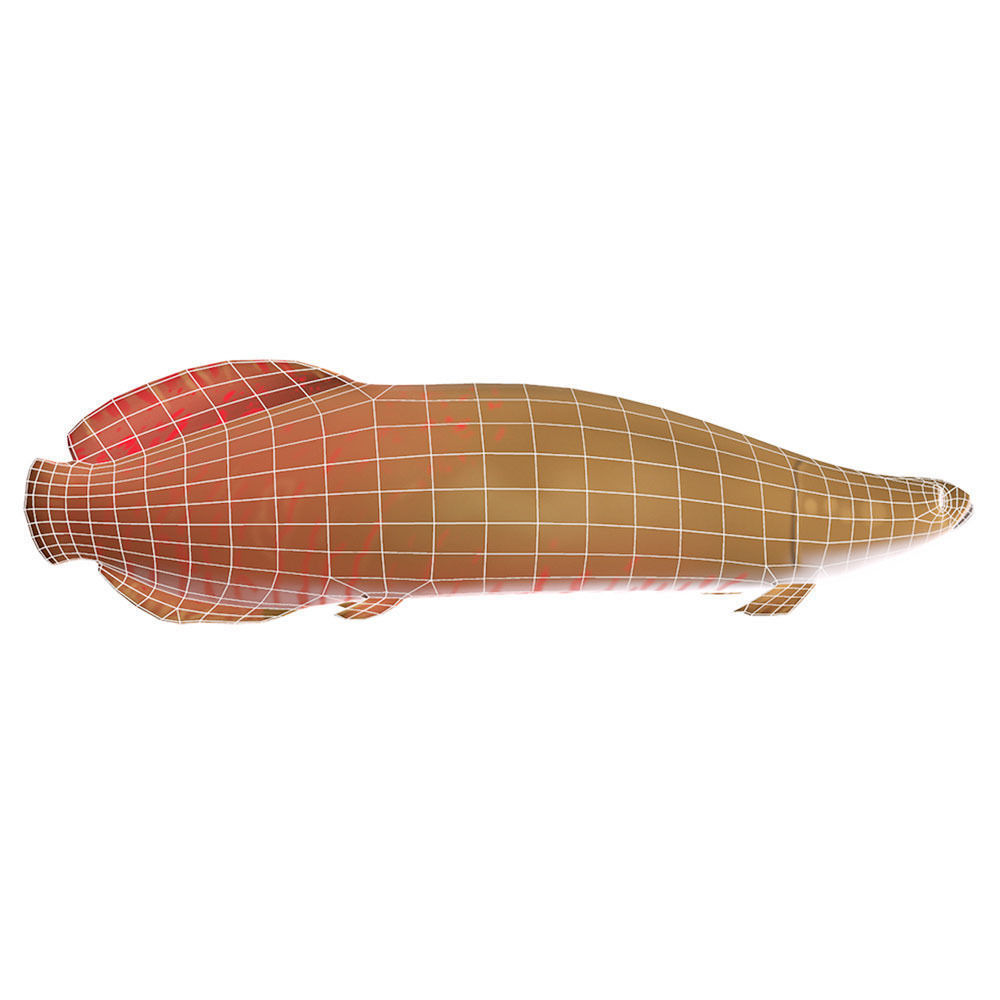 Pirarucu Animated Fish  Low-poly 3D model_3