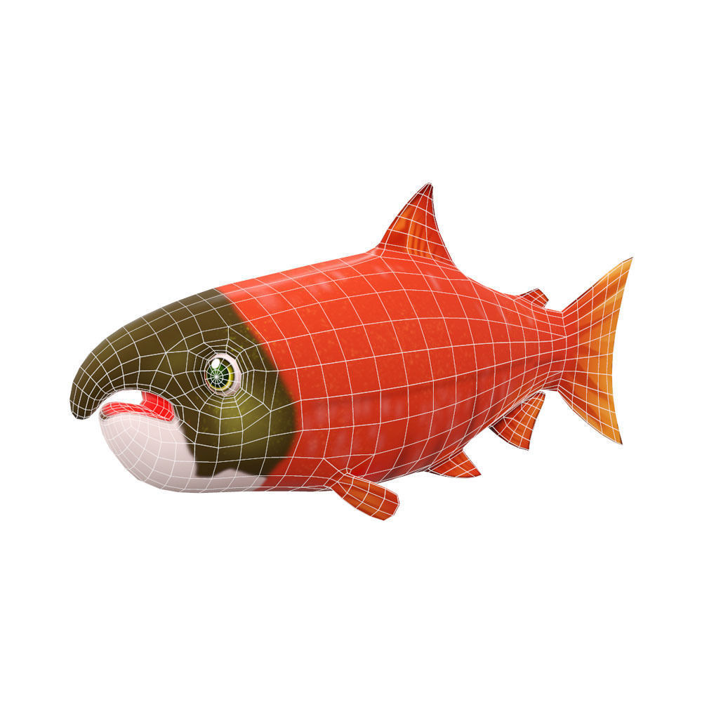 Chinook King Salmon fish Animated  Low-poly 3D model_6