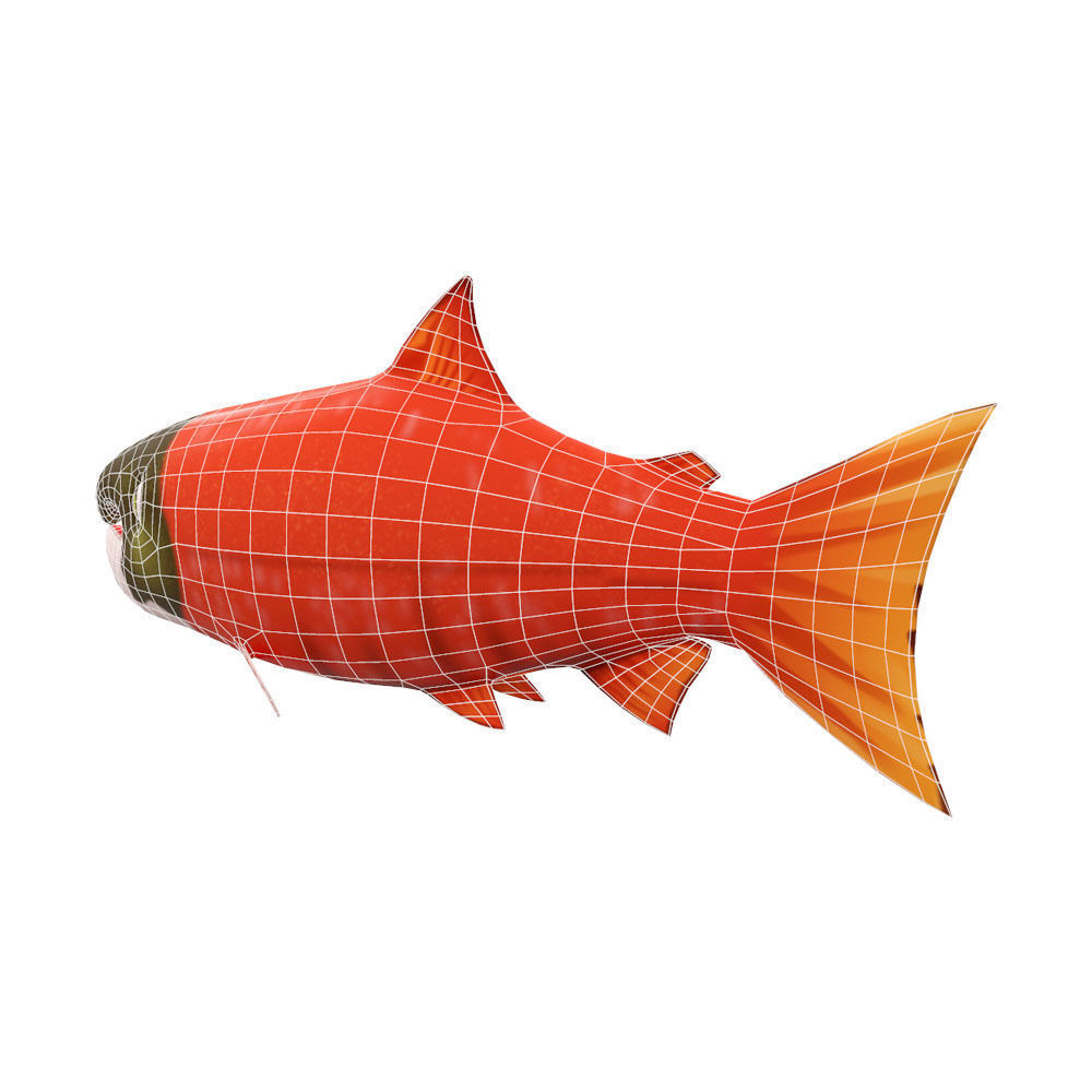 Chinook King Salmon fish Animated  Low-poly 3D model_5