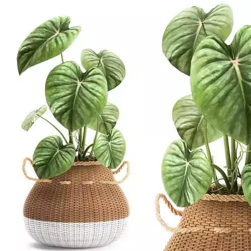 Houseplants in a pot for the interior 891 3D model