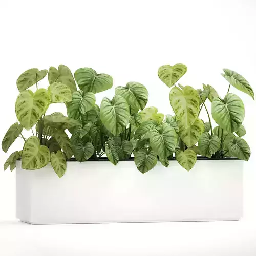 Houseplants in a pot for the interior 892 3D model