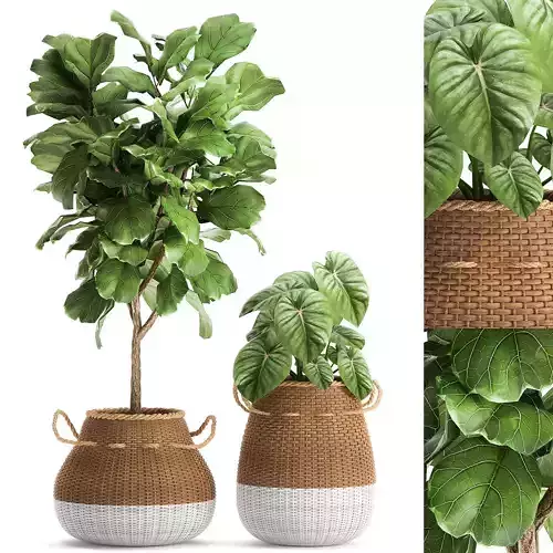 Houseplants in a basket rattan for the interior 893 3D model