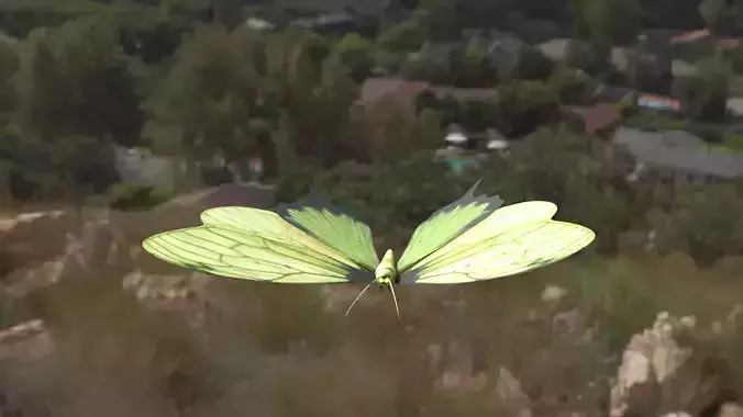 butterfly flying in air