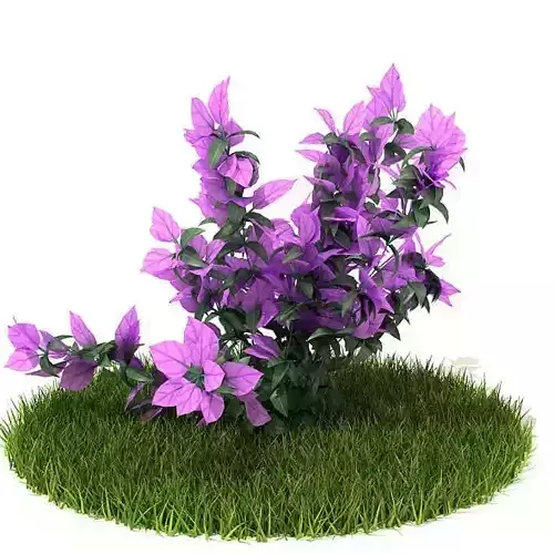 Outdoor Purple Flower