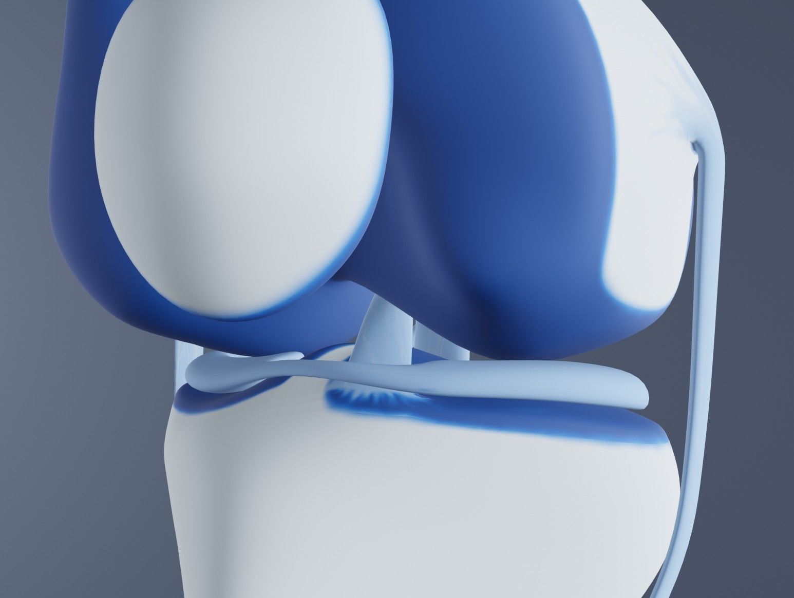 Knee Joint 3D model_11