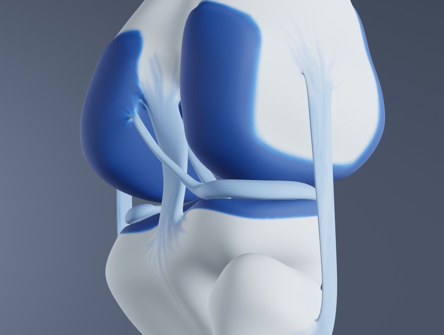 Knee Joint 3D model_19