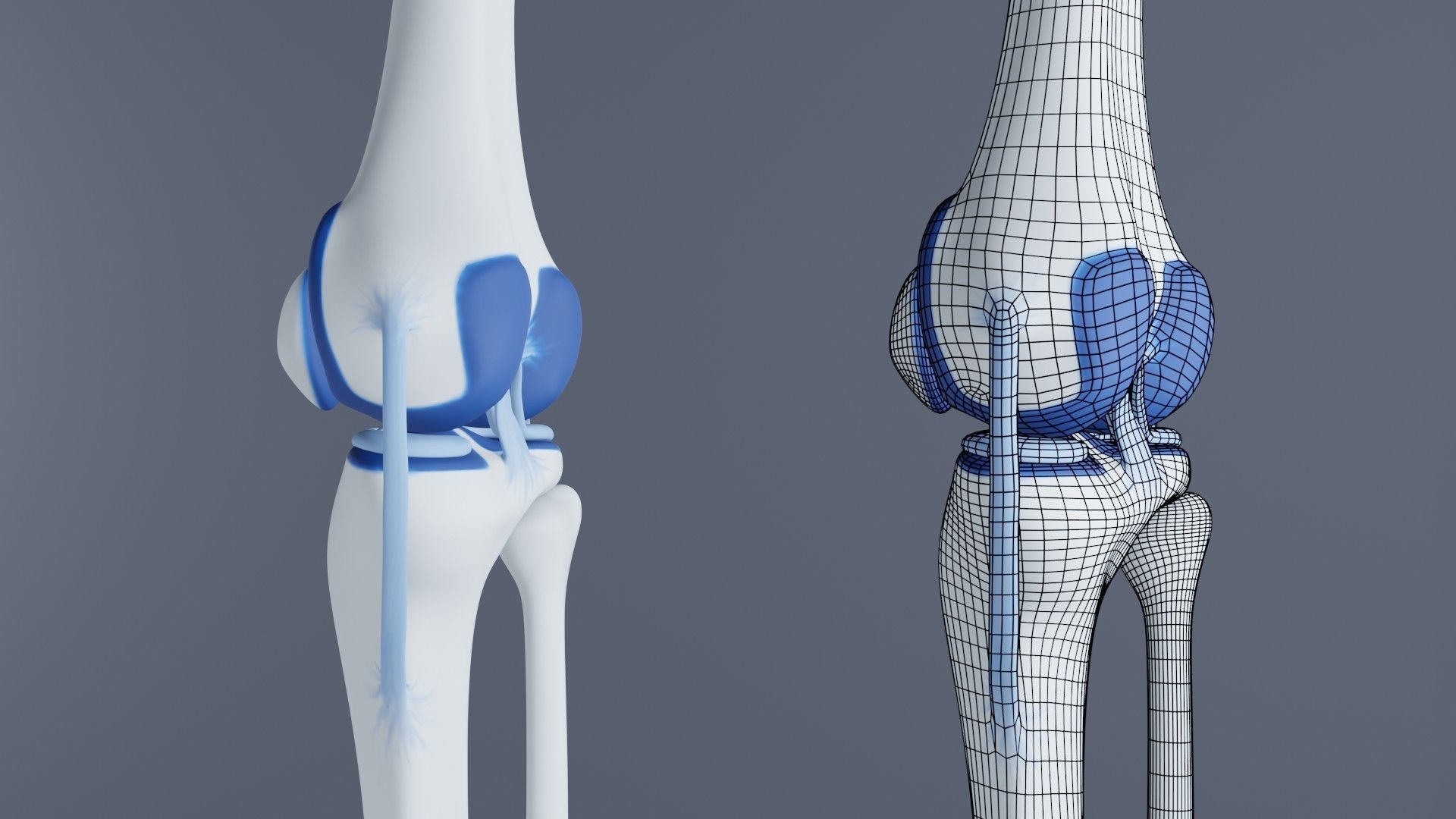 Knee Joint 3D model_7