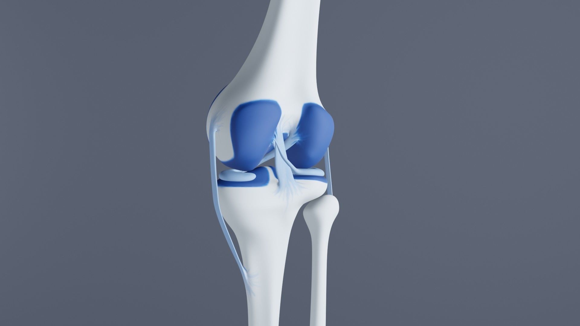 Knee Joint 3D model_24