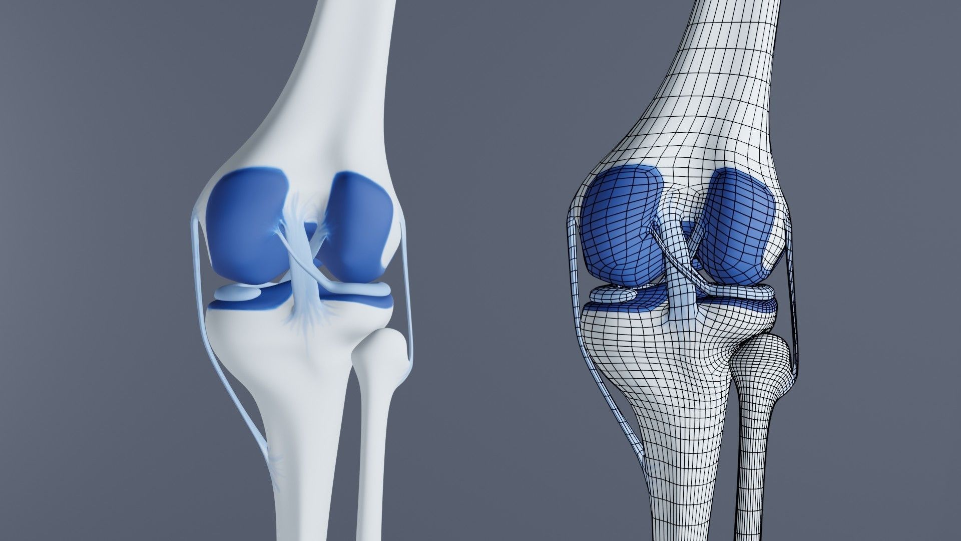 Knee Joint 3D model_5