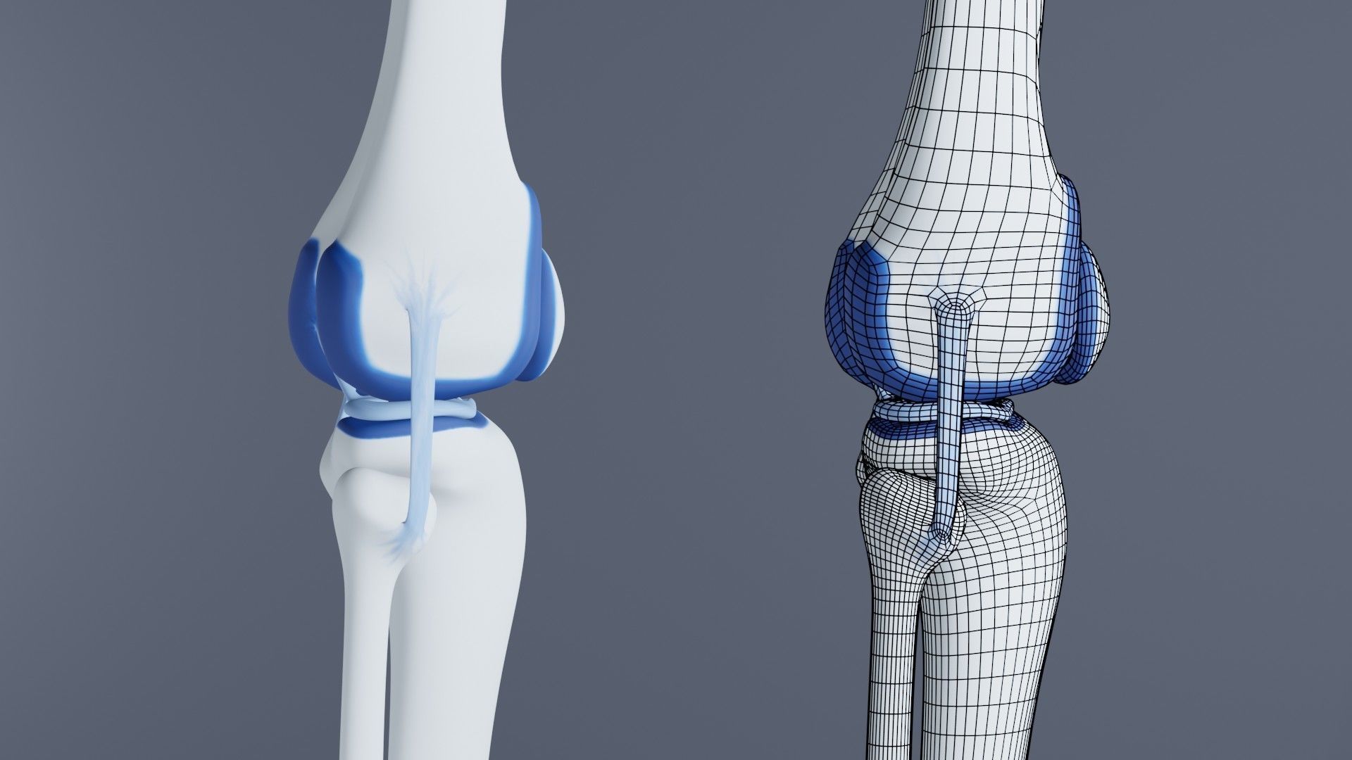 Knee Joint 3D model_3
