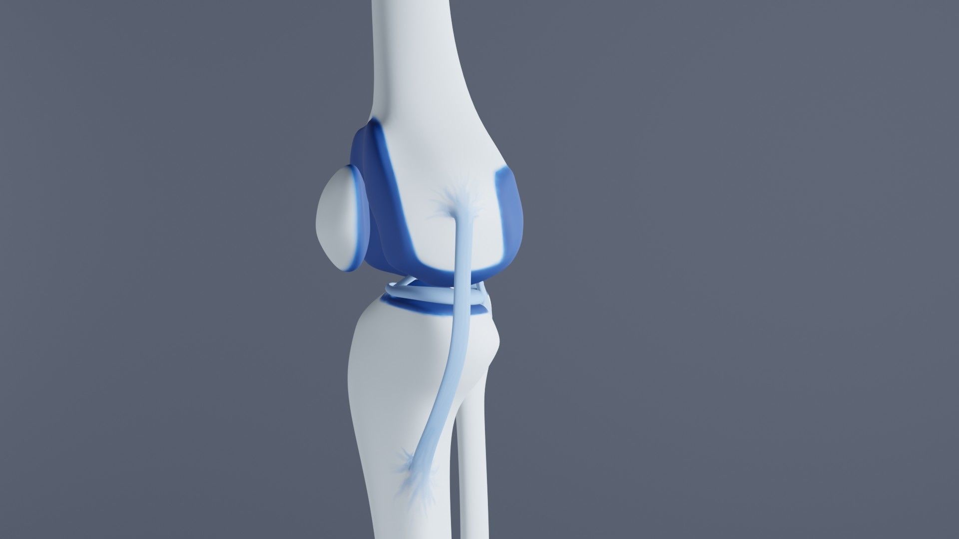 Knee Joint 3D model_25