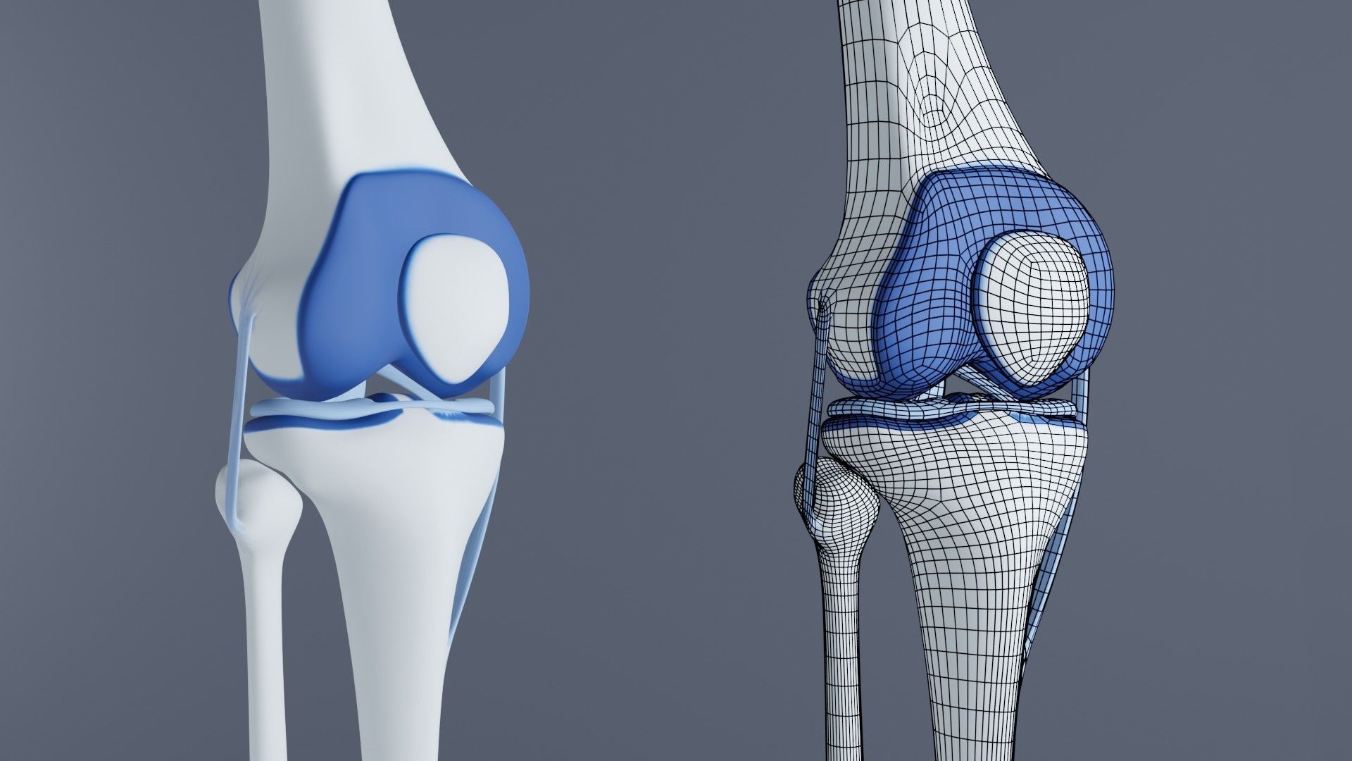 Knee Joint 3D model_1
