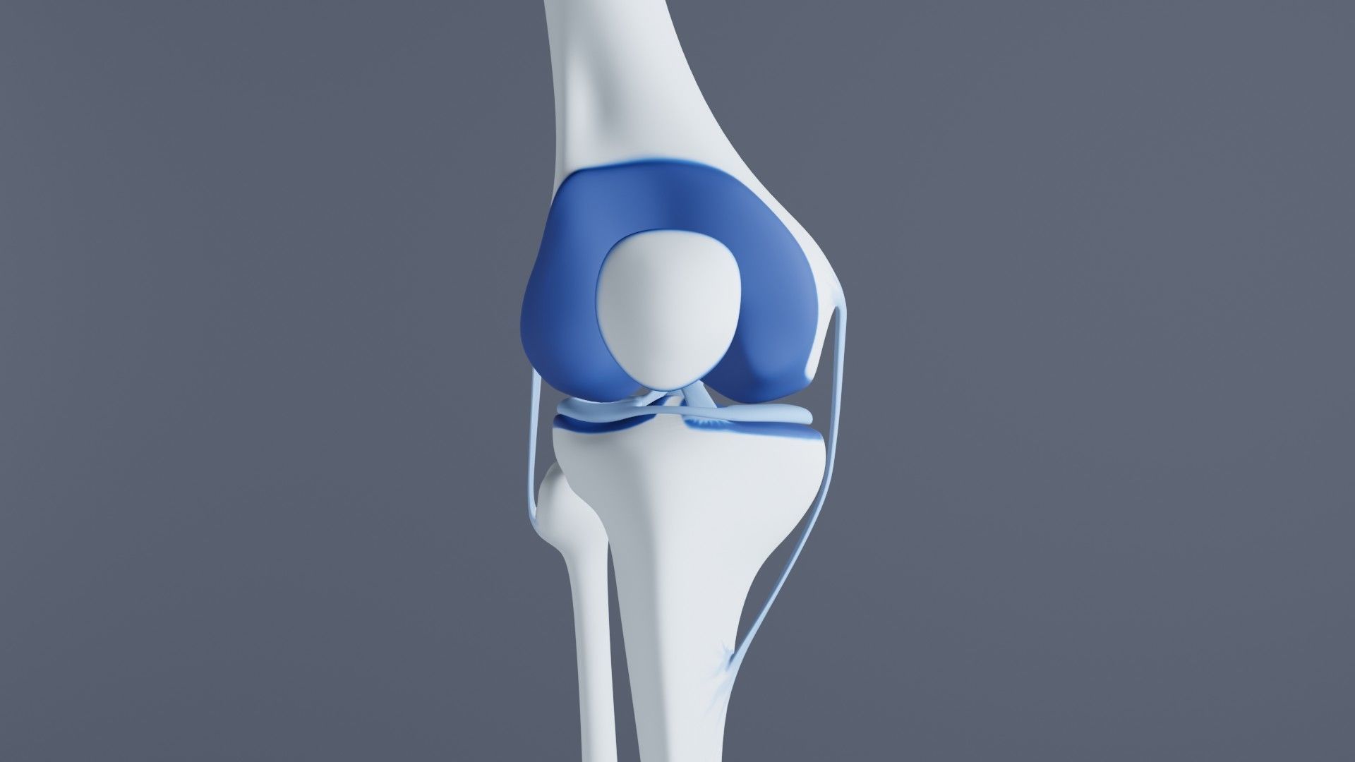 Knee Joint 3D model_21