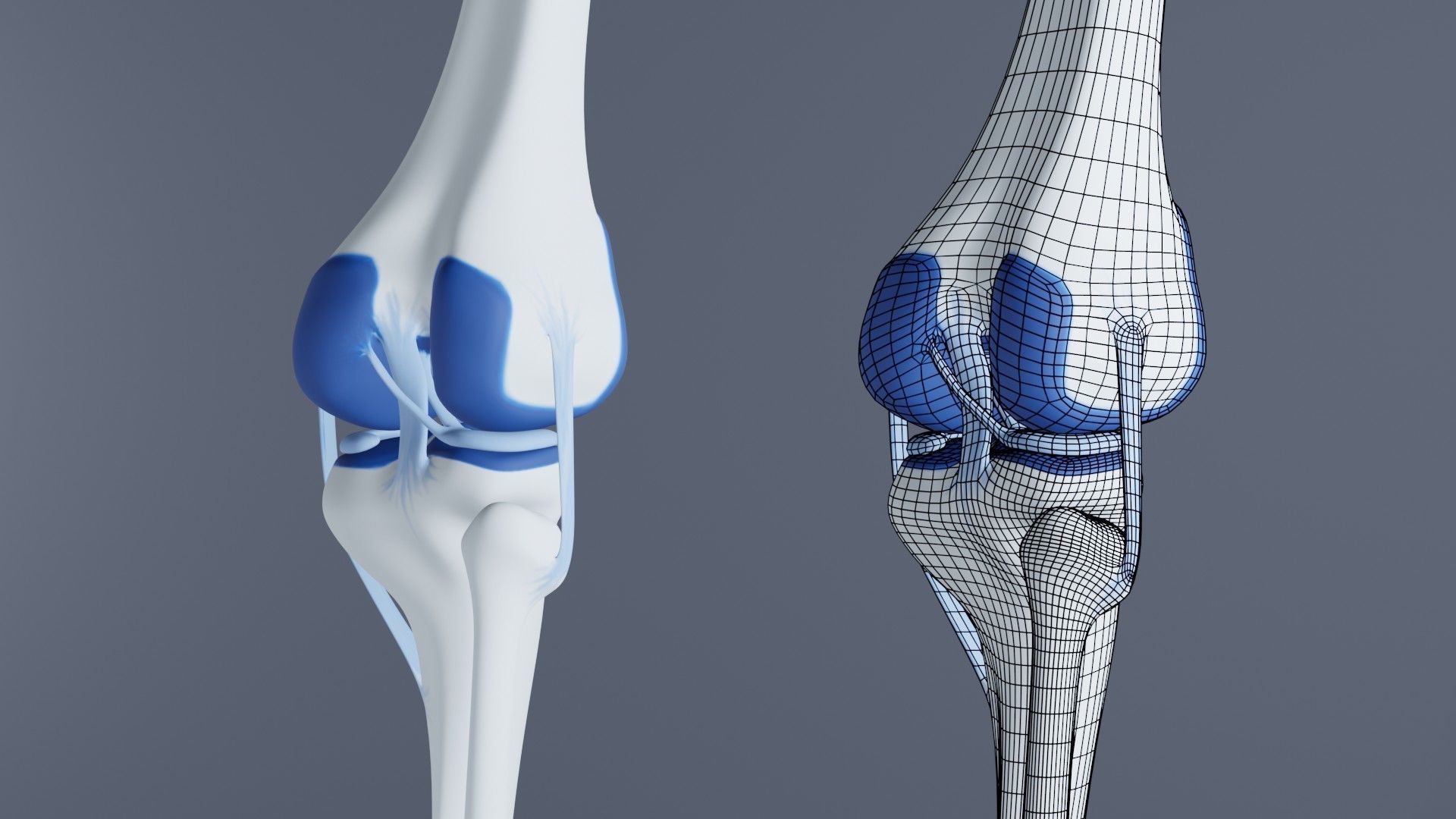 Knee Joint 3D model_4