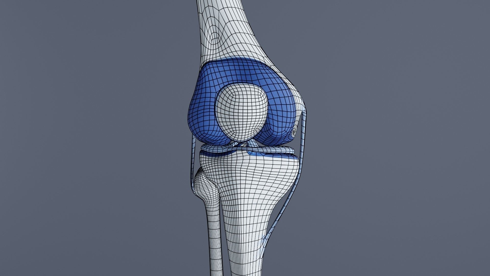Knee Joint 3D model_27