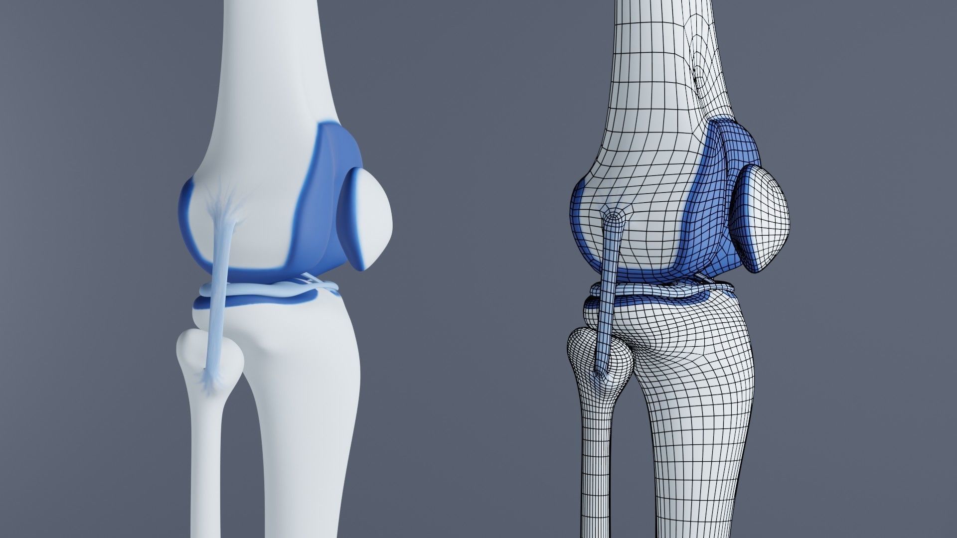 Knee Joint 3D model_2